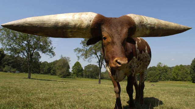 Shortest bull in the world lives in Co. Antrim Guinness Records show