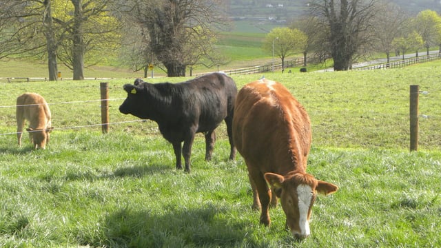 Teagasc reiterates importance of two-year-old calving to profitable suckler herds