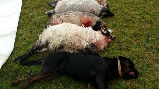 Dog attack on Wicklow sheep farm, owner refuses to put dog down