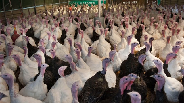 Support your local farmer and buy Irish-reared turkeys