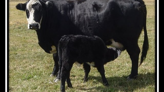 The influence of cattle breeds in the US beef system