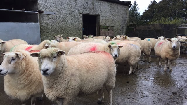 Maedi Visna on the rise in Scottish sheep flocks