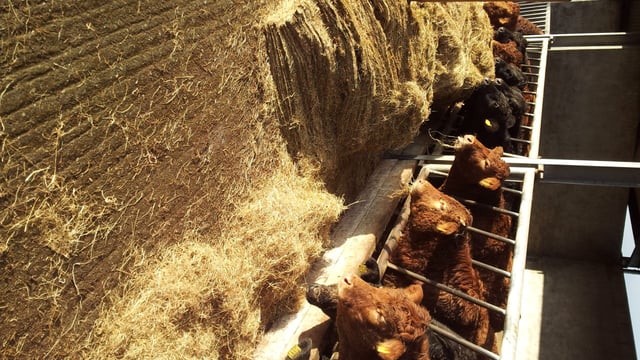 These tips from Teagasc will keep beef farmers busy this December