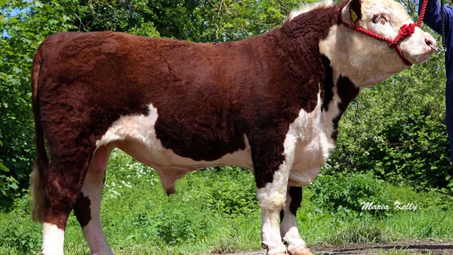 Three ICBF high index bulls remain up for tender
