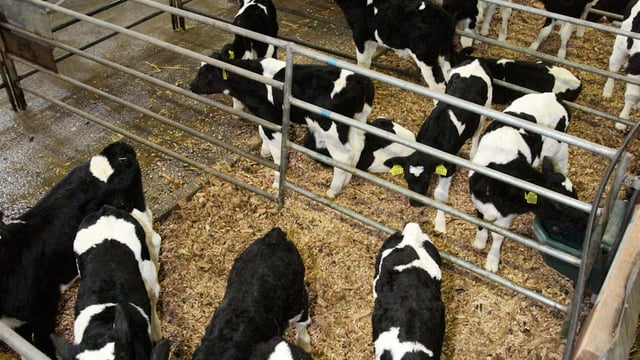 ‘Respiratory problems on the rise within calf rearing units’