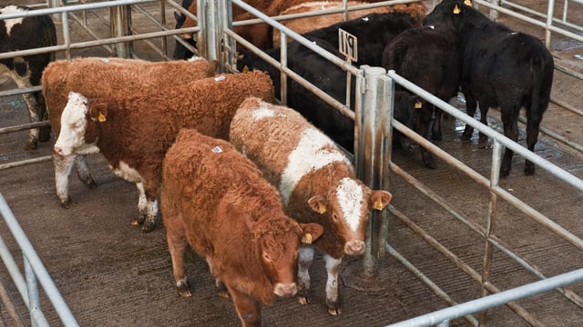 Mart trade: Numbers entered slightly up, but emphasis on quality