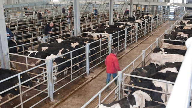 Falling euro value helps beef prices (Steer base €4.10-4.15/kg)