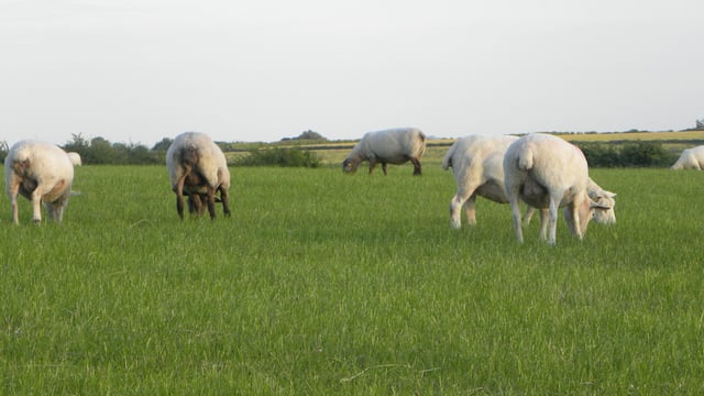 Sheep farmers reminded to return census form