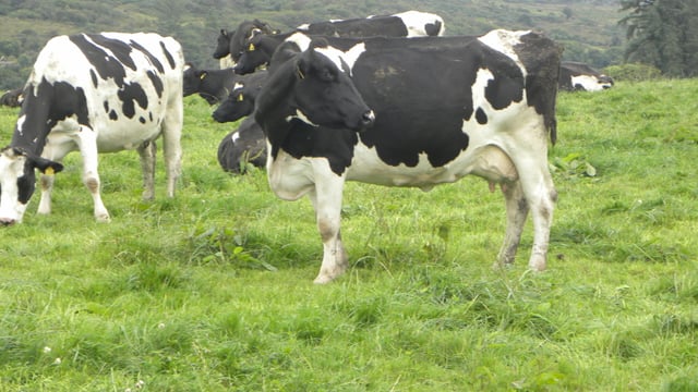 Spring rotation planner is the 'bible' for Dairy Holdings LTD