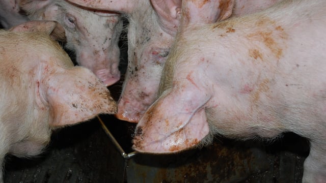 Hogan acknowledges problems in pigmeat sector