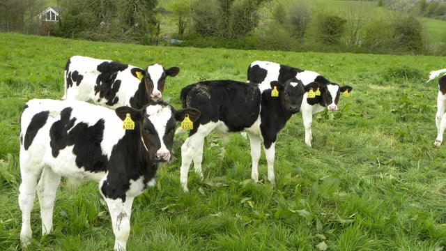 Calf registrations surpass the 2 million head mark