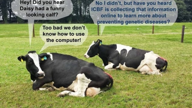 Got a funny looking calf? The ICBF wants to know