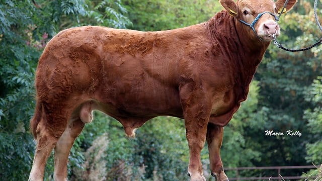 Huge interest in ICBF bull sell off (€2,500 reserve)