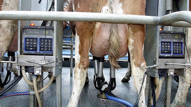 Milk supplies falling but Ireland still ends calendar year 5.93% over quota