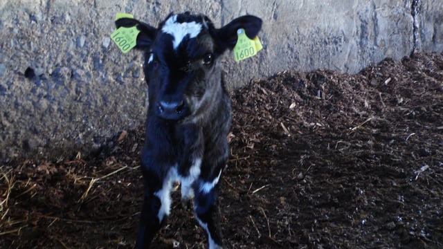 Farmflo approved for electronic herd registrations