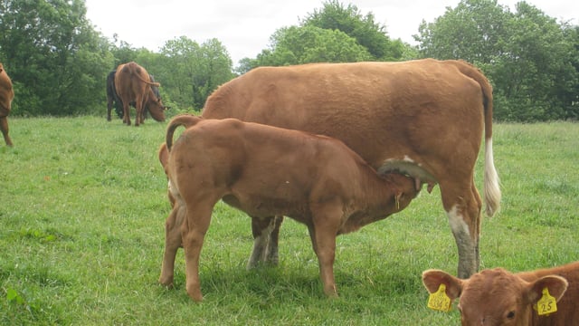 New project to examine use of sexed semen on suckler farms