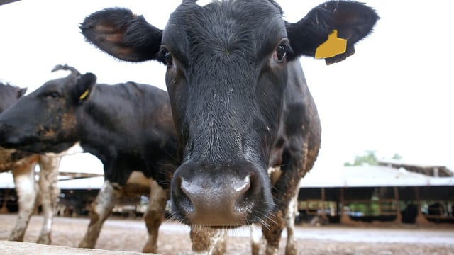 30% increase in milk output planned for Teagasc Mayo region