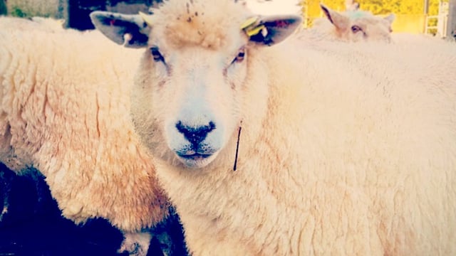 Getting ewe nutrition in late pregnancy right