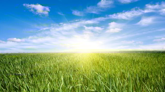 Northern Hemisphere winter crops off to reasonable start