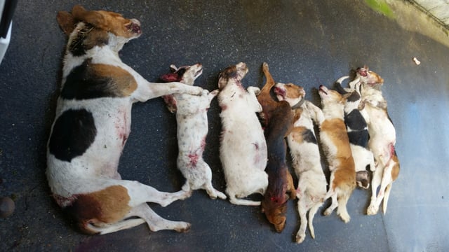 Eight dogs shot after Clare sheep attack
