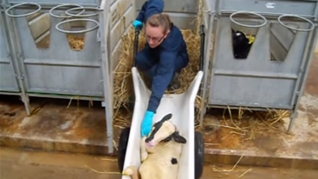 Calf barrow designed to do the lifting and carrying of calves