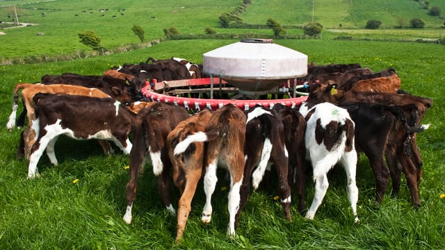 Farmers urged not to feed antibiotic milk to calves this spring