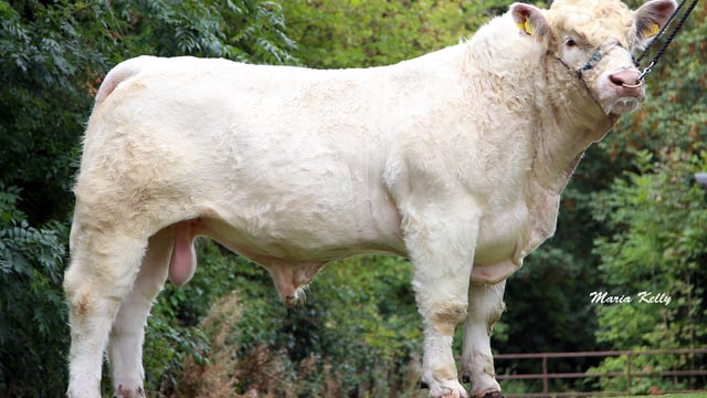 ICBF releases details of 24 new maternal beef bulls