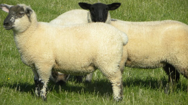 Irish sheep meat exports to the UK dropped in 2014