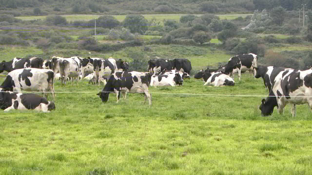 Milk output increase of 60% projected for east Cork, Waterford and Kilkenny dairy farms