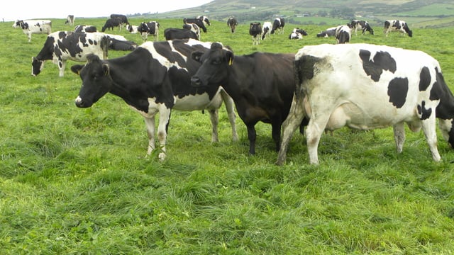'Cherry picking of dairy farmers by co-ops must stop'
