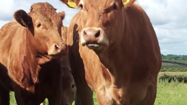 'Loss-making beef and sheep farmers must take stock as milk quotas are abolished'