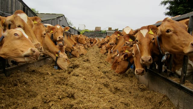 Get paid €17,500 to become a dairy farm manager