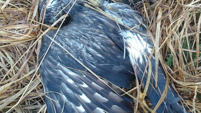 Gardai investigating death of Hen Harrier in Kerry
