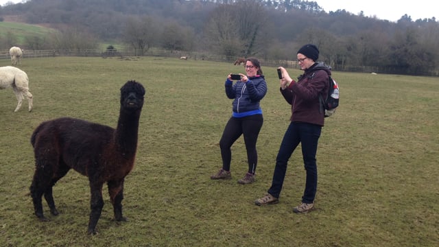 Llamas on the loose cause havoc with traffic