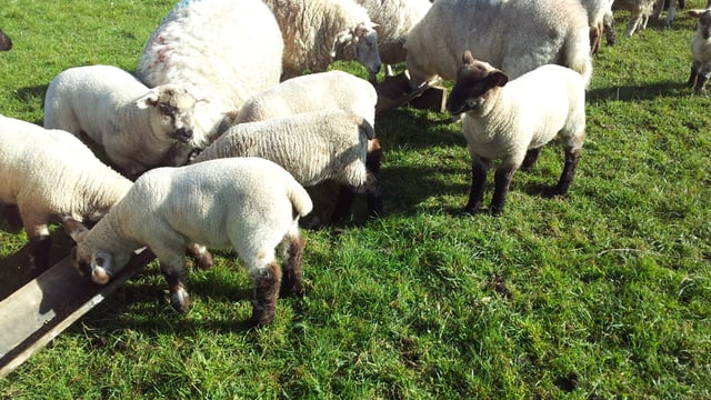 2014 sheep meat production edges up to 58,000t