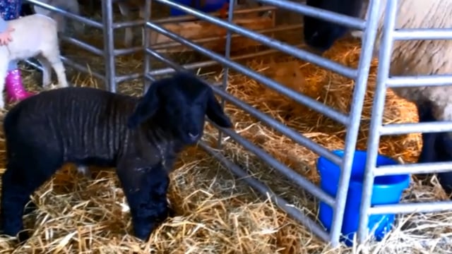 'Herman the Monster' lamb nearly breaks the scales and record books