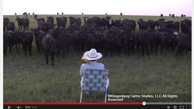 US farmer and his 'amoosing' herd of cattle become YouTube sensation