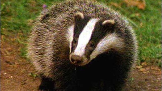 Research confirms lack of direct contact between dairy cows and badgers