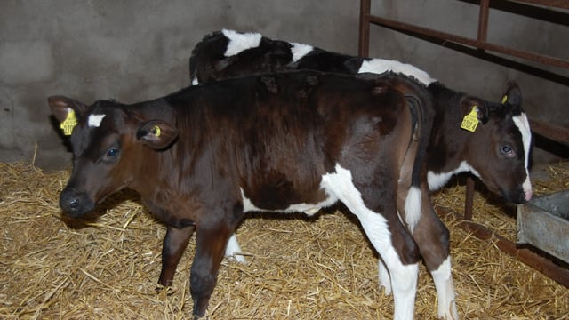 Rehydration important for scouring calves - AHI