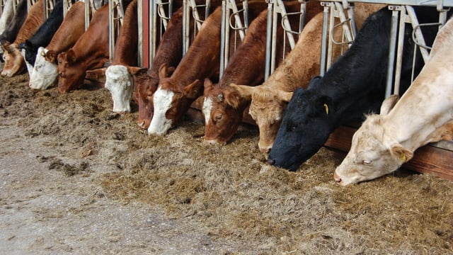 Will animal feed supply be affected by Brexit?