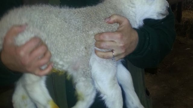 Five legged ewe gives birth to.....
