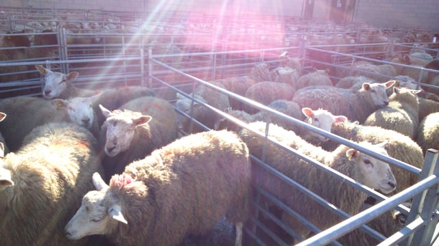 Steady growth in the UK’s sheep meat production