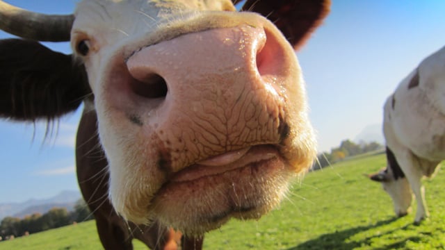 US cattle herd shows first upturn in eight years