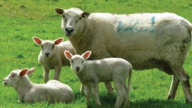 Pregnant women advised to avoid animals that are giving birth