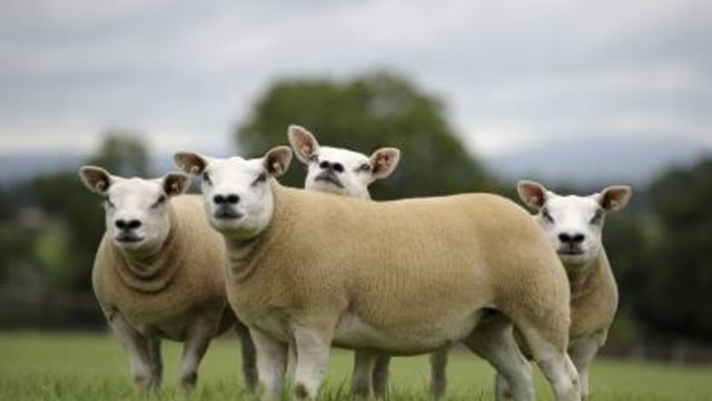 Bluestone should not be used in Texel sheep footbaths, expert warns