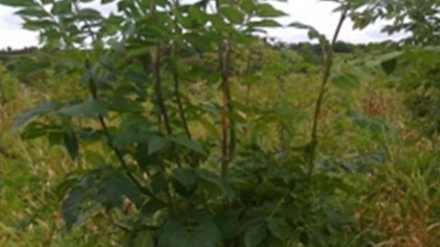 Almost 700ha of ash forestry destroyed due to ash dieback