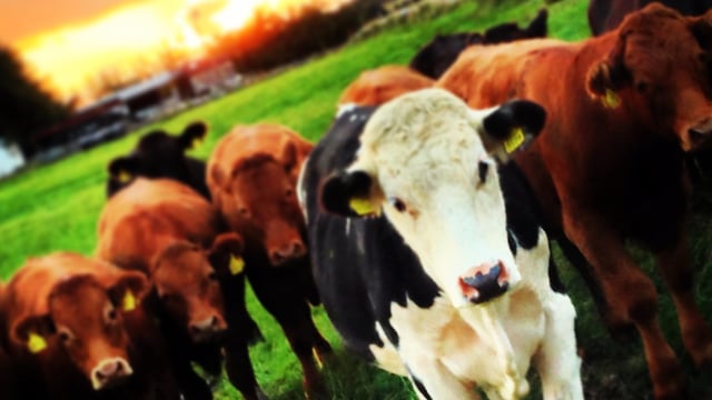 Department expects large number of 'new' farm partnerships in coming months