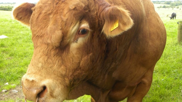 Buying a stock bull this year? Here's a few words of advice