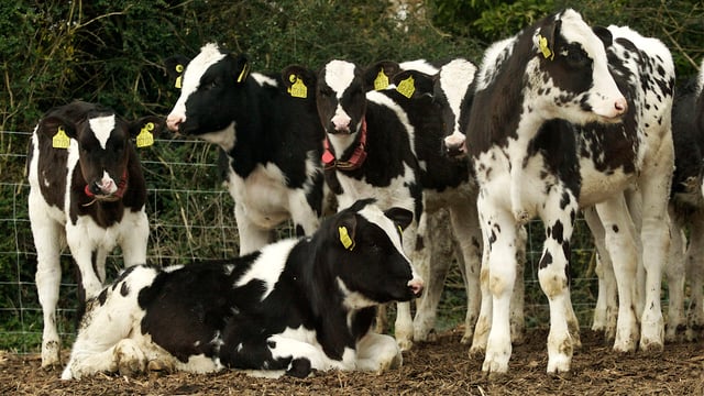 Inspection fees on live exports of calves under 3 months to be cut