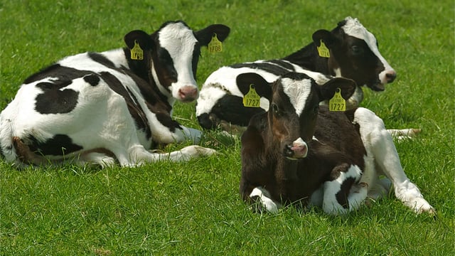 Management of calves during their first grazing season